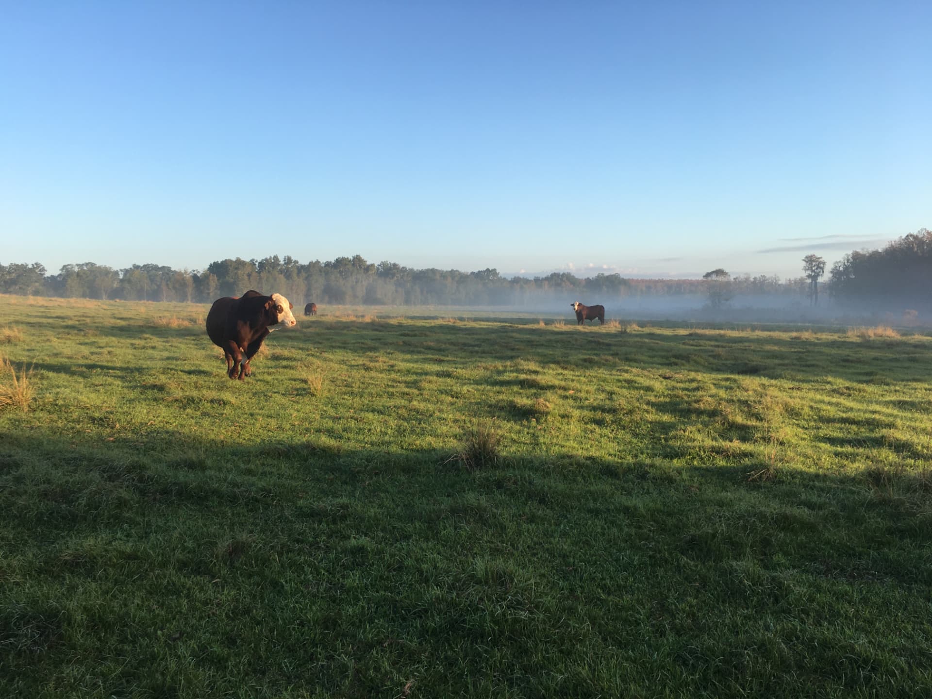 Cattle grazing at the Boyd family farm
